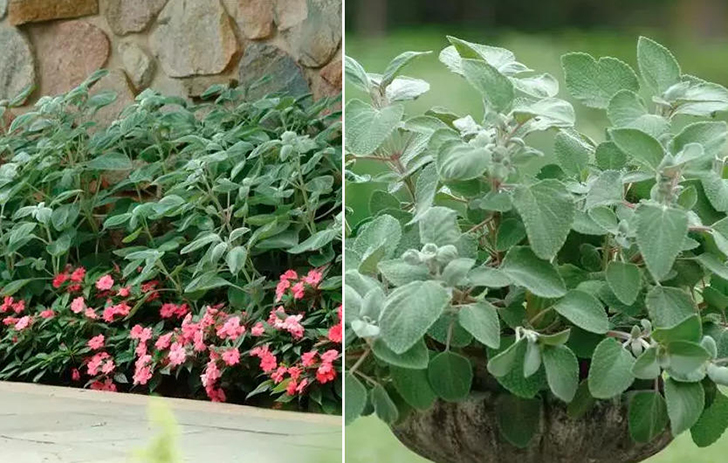 Плектрантус серебристый 'Silver Shield'. Фото с сайта seedspost.ru