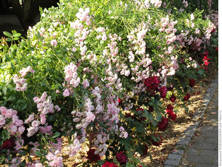 'The Fairy' на штамбе — восхитительное зрелище! Фото автора