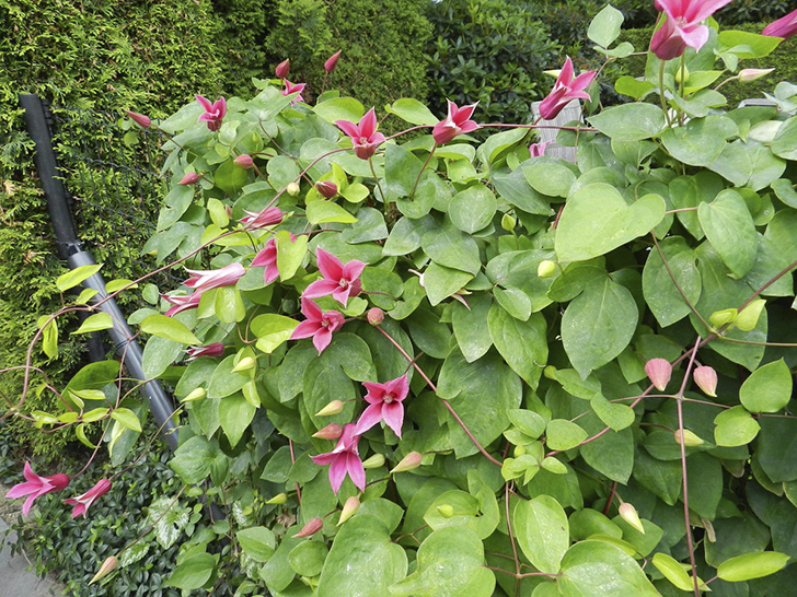 Клематис 'Princess Diana' (‘Принцесса Диана’)