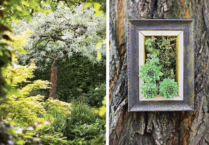 Слева: любое растение, имеющее эффектные крону, окраску или форму листьев и цветков, может стать настоящей изюминкой вашего сада. Справа: экспонаты садового вернисажа заключите в красивые рамы, и они станут напоминать работы великих живописцев