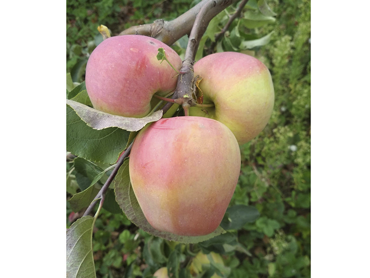 Яблоки сорта 'Кандиль орловский'. Фото Ирины (kiminok)