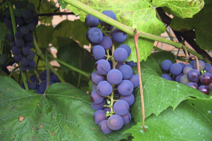 Существуют сорта, которые могут зимовать без укрытия