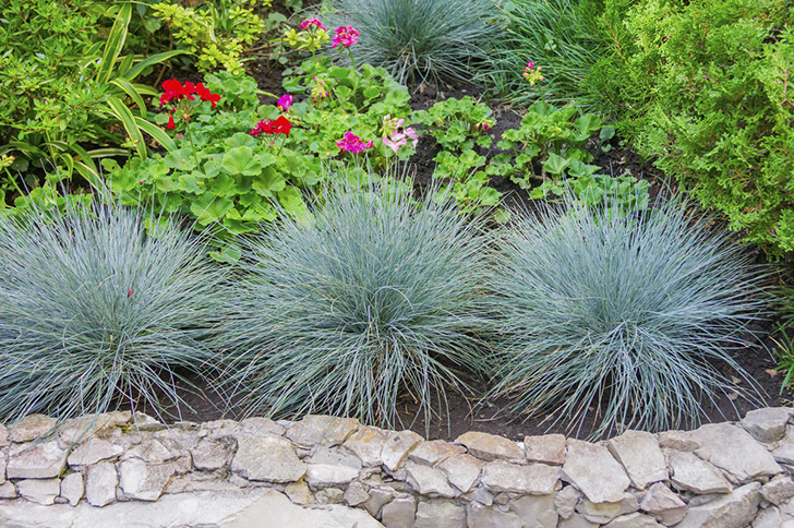 Овсяница сизая