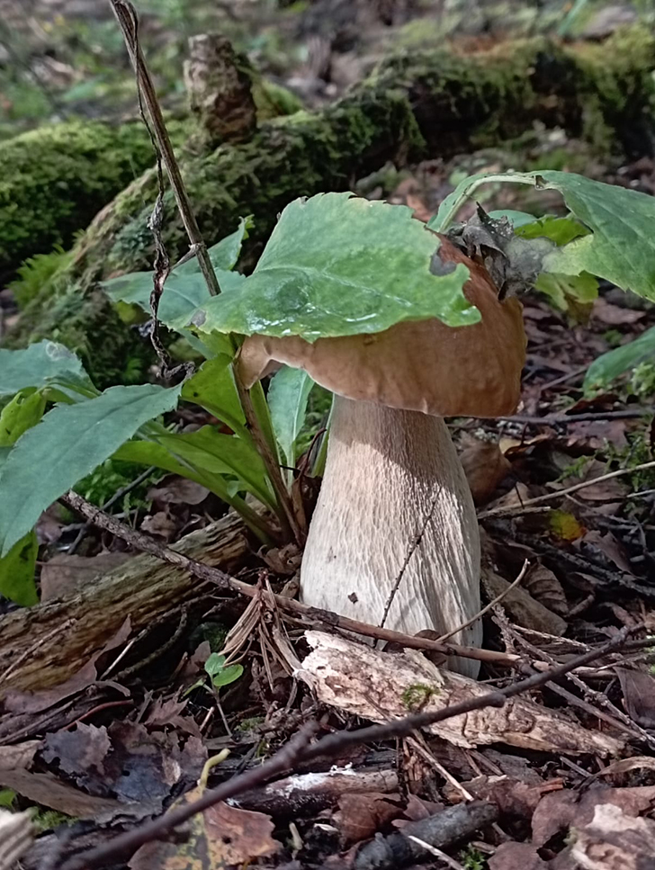Открытие грибного сезона в д. Чернятино Клинского района (фото В.Молодцова, лето, 2025)