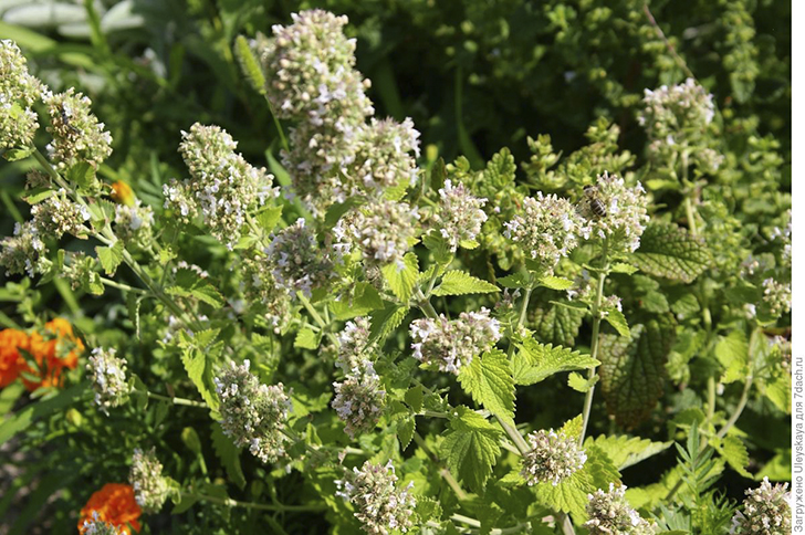 Котовник кошачий. Фото автора