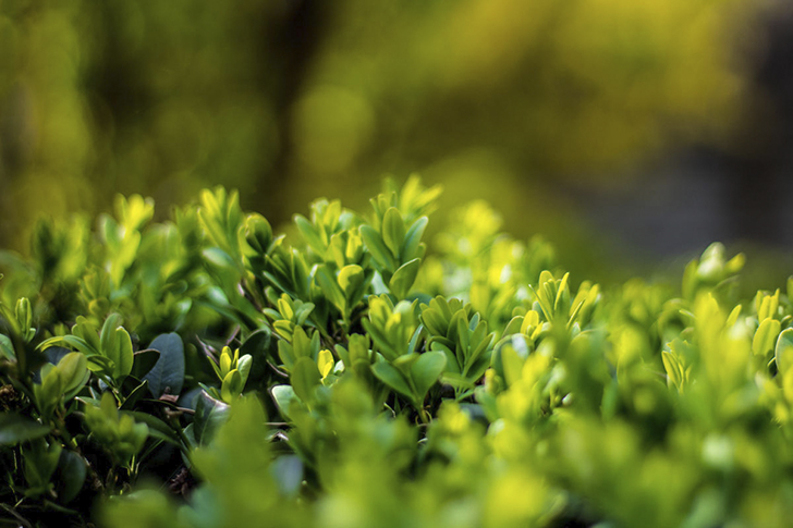 Падуб городчатый