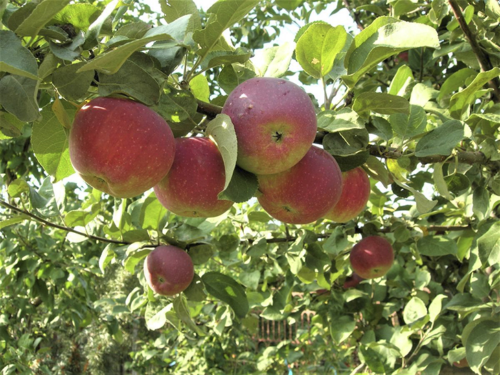 Яблоня сорта 'Орлик'. Фото Альбины Буяковой (Мырковой) (albinabuyakovamyrkova)