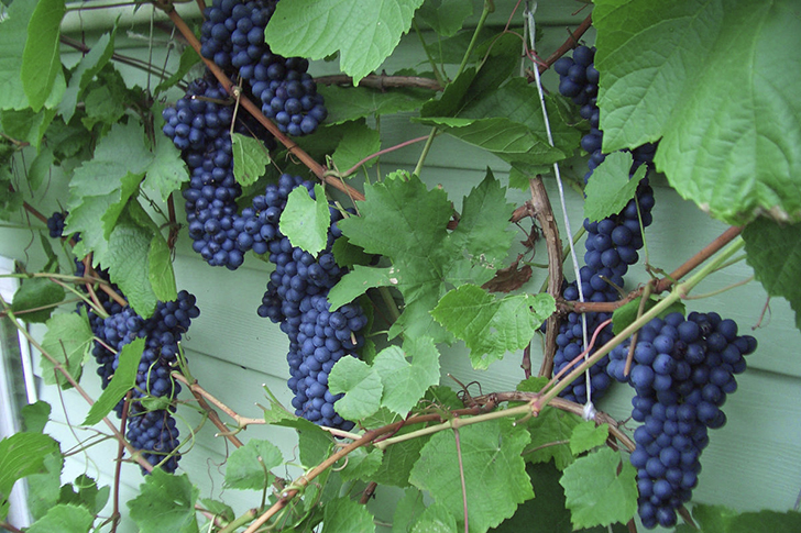 Зреет урожай