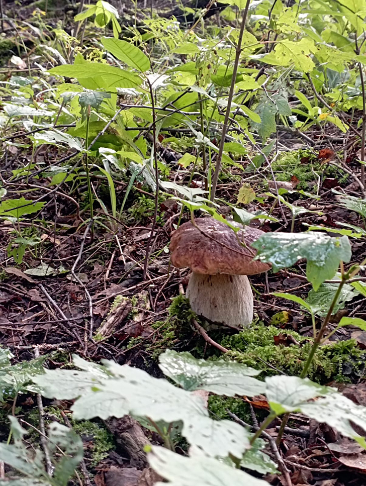 Открытие грибного сезона в д. Чернятино Клинского района (фото В.Молодцова, лето, 2025)