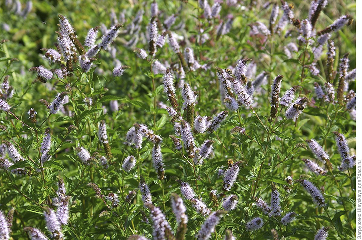 Цветение мяты. Фото автора