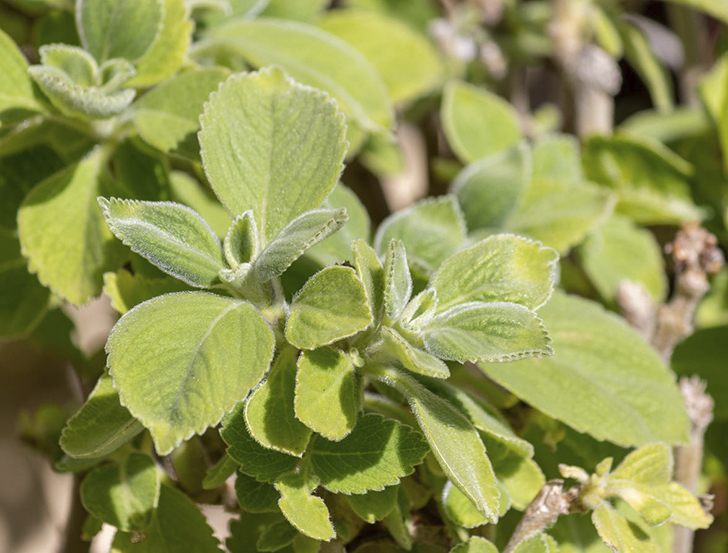 Плектрантус Форстера