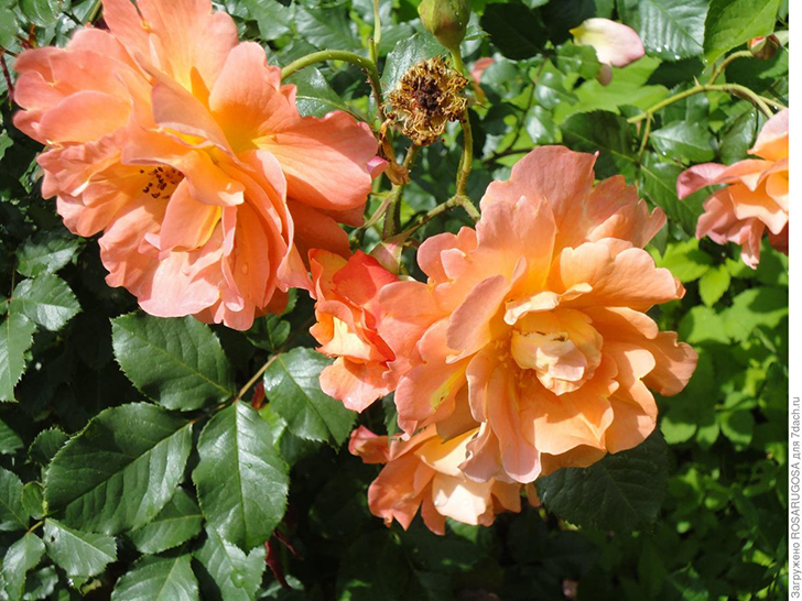 У шраба 'Westerland' цветки необыкновенной красоты. Фото автора