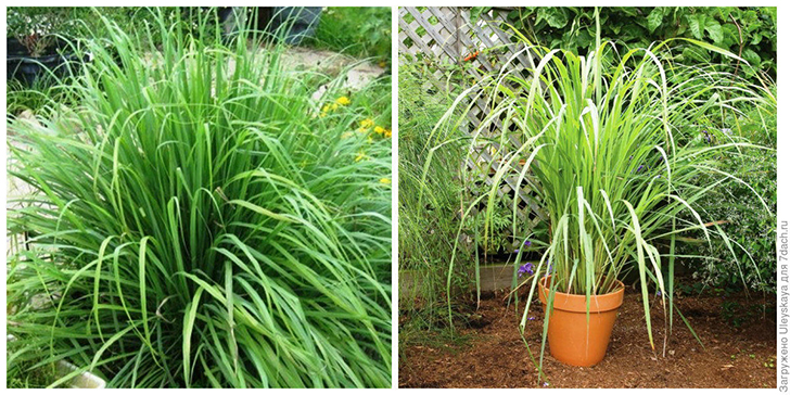 Лемонграсс цитронелловый, внешний вид. Фото сайта zelenaya-lavka.ru. Он же в горшке. Фото сайта logees.com