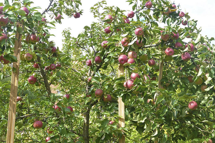 Яблоня 'Память воину'. Фото Никулиной Татьяны (TanyaNikulinaLeonova)