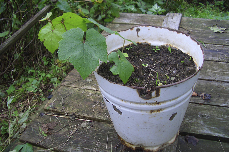 Надежнее всего купить готовый саженец у опытного виноградаря