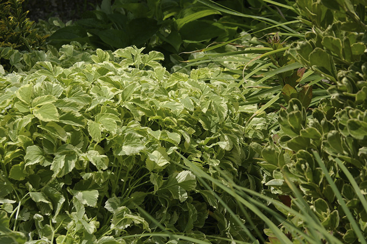 Сныть узловатая 'Variegata'. Фото автора