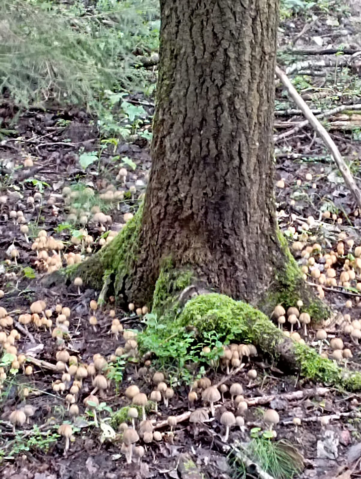 Открытие грибного сезона в д. Чернятино Клинского района (фото В.Молодцова, лето, 2025)