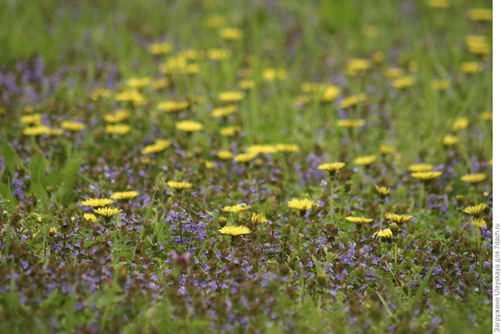 Одуванчик лекарственный. Фото автора