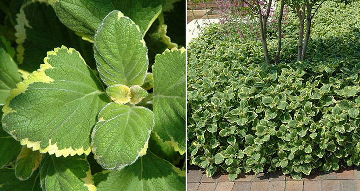 Плектрантус Форстера 'Marginatus'. Фото с сайта plantstogrow.com