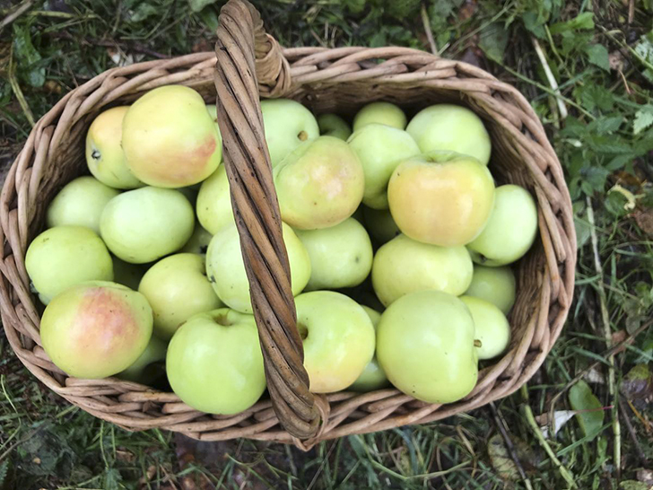 Яблоки сорта 'Россиянка'. Фото Марии (Sad_na_Volge)