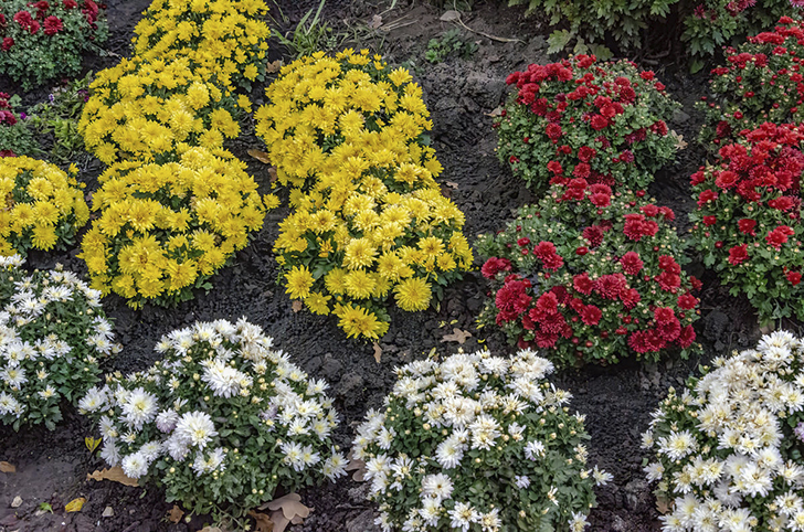 С помощью вегетативного размножения легко увеличить количество растений приглянувшегося сорта