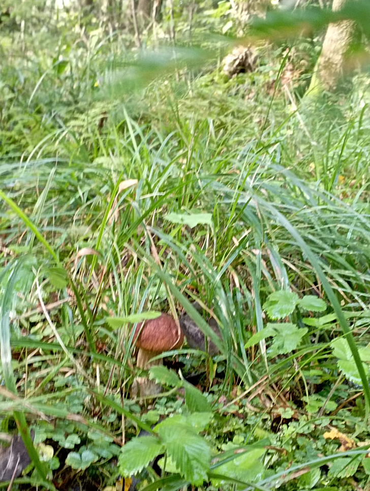 Открытие грибного сезона в д. Чернятино Клинского района (фото В.Молодцова, лето, 2025)