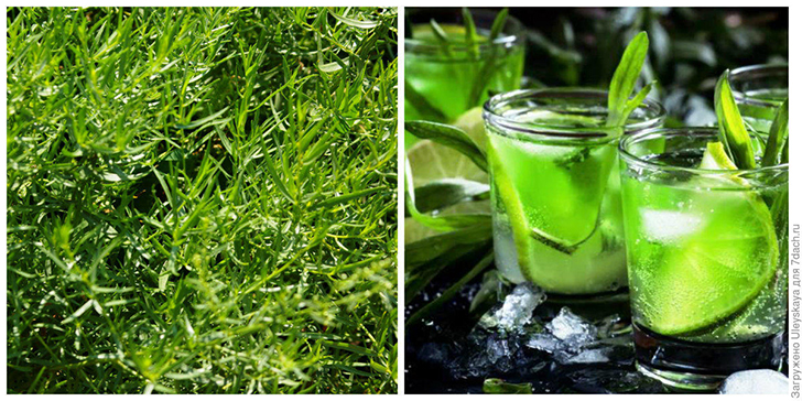 Полынь эстрагон. Фото автора. Напиток «Тархун», приготовленный в домашних условиях. Фото сайта gastronom.ru