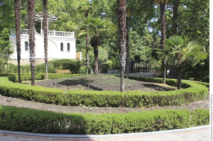 Бордюры из розмарина лекарственного. Фото автора