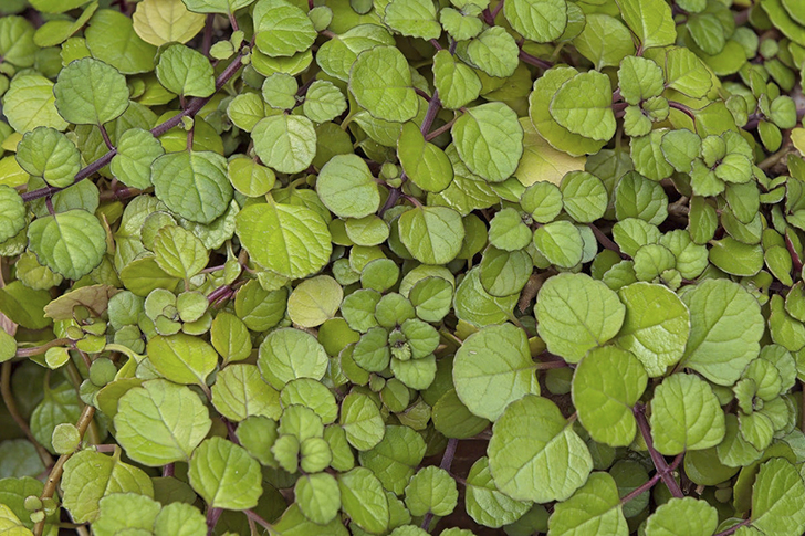 Плектрантус Эртендаля