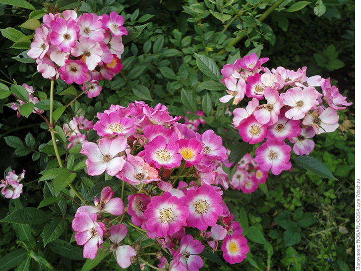 Мускусная роза 'Mozart'. Фото автора