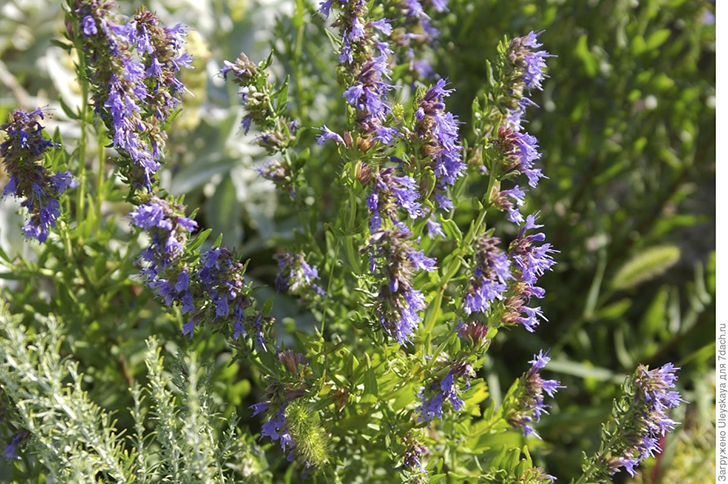 Иссоп лекарственный. Фото автора