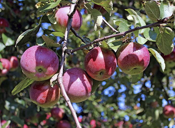Яблоки сорта 'Спартан'. Фото Светланы Зениной (SvetlanaZenina)