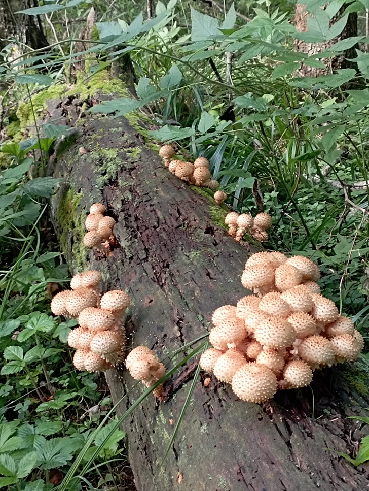 Открытие грибного сезона в д. Чернятино Клинского района (фото В.Молодцова, лето, 2025)