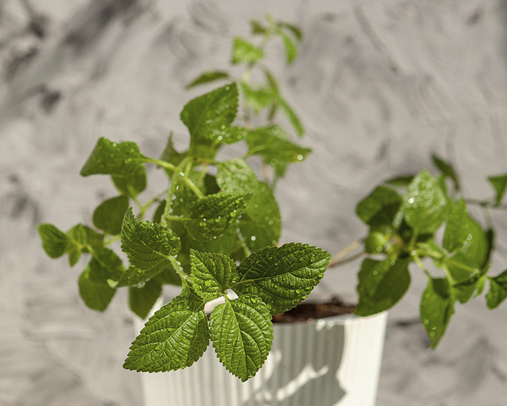 Плектрантус южный