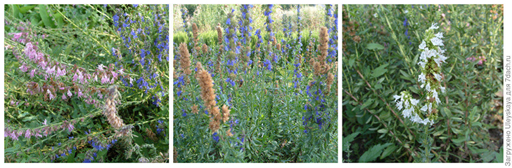 Декоративные формы иссопа лекарственного. Фото автора