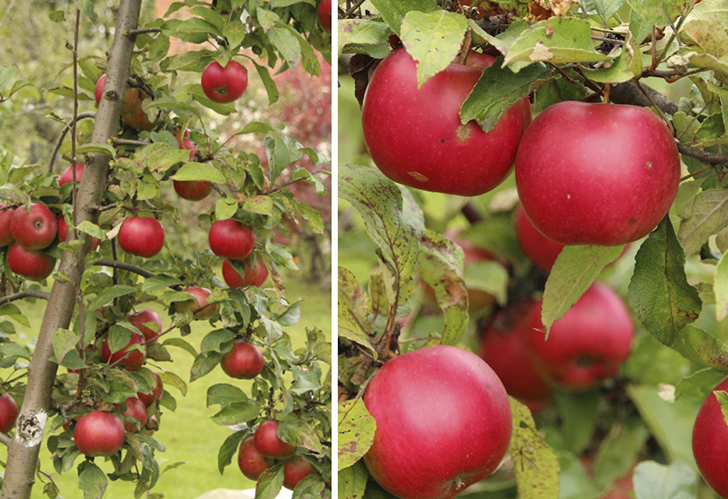 Яблоня 'Уэлси'. Фото Никулиной Татьяны (TanyaNikulinaLeonova)
