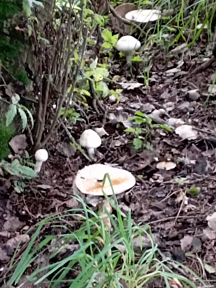 Открытие грибного сезона в д. Чернятино Клинского района (фото В.Молодцова, лето, 2025)