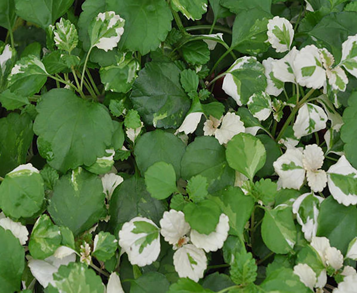 Плектрантус южный 'Variegatus'. Фото с сайта stevesleaves.com