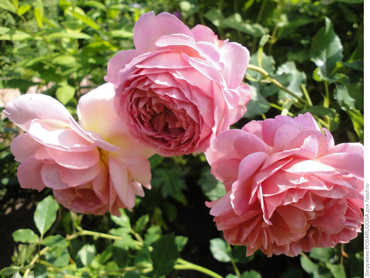 'Jubilee Celebration' отличается непрерывным цветением. Фото автора