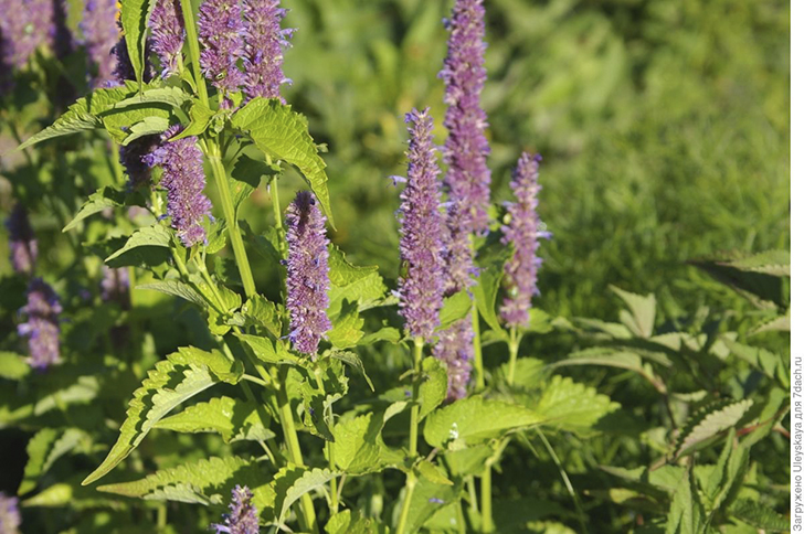 Лофант анисовый. Фото автора