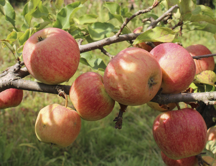 Яблоки сорта 'Чемпион'. Фото alexmak