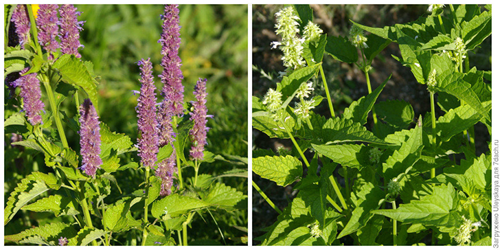 Многоколосник фенхелевый и его белоцветковая форма. Фото автора