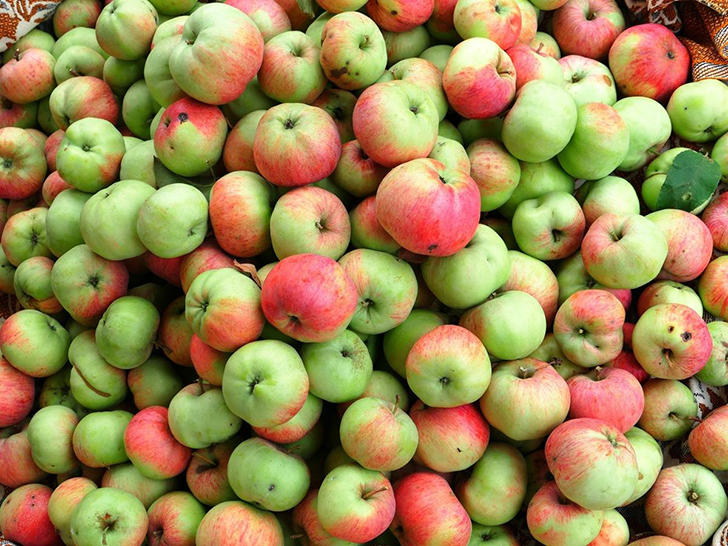 Яблоки сорта 'Чистотел'. Фото Татьяны (Vesna53)