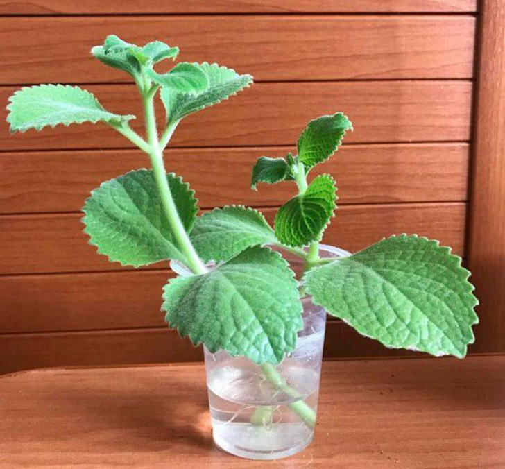 В обычной воде черенки плектрантуса быстро дают корешки. Фото с сайта growbox.ru