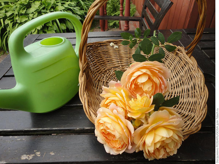 Роскошные соцветия 'Lady of Shalott' чрезвычайно хороши в срезке. Фото автора