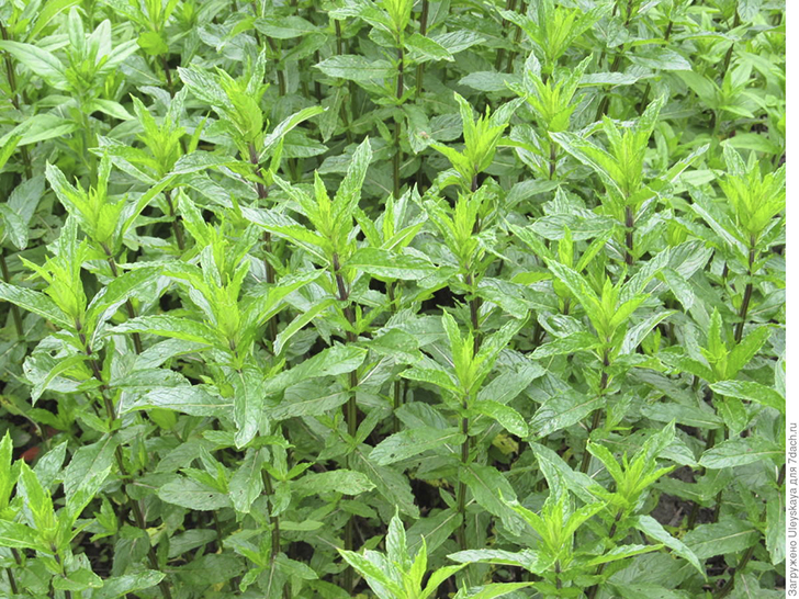 Мята перечная на страже дачи. Фото автора