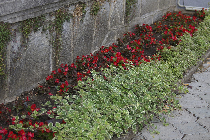 Плектрантусы на переднем плане рабатки. Фото автора