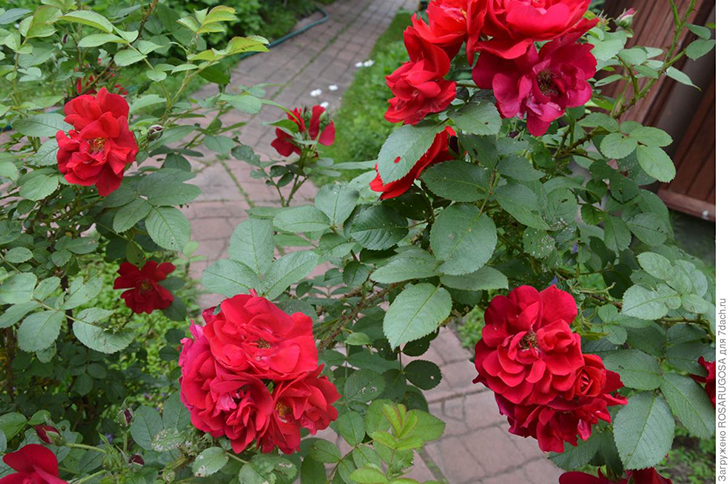 Цветки розы сорта 'Hansaland' отличаются необыкновенной пламенеющей окраской. Собраны в эффектные кисти. Фото автора