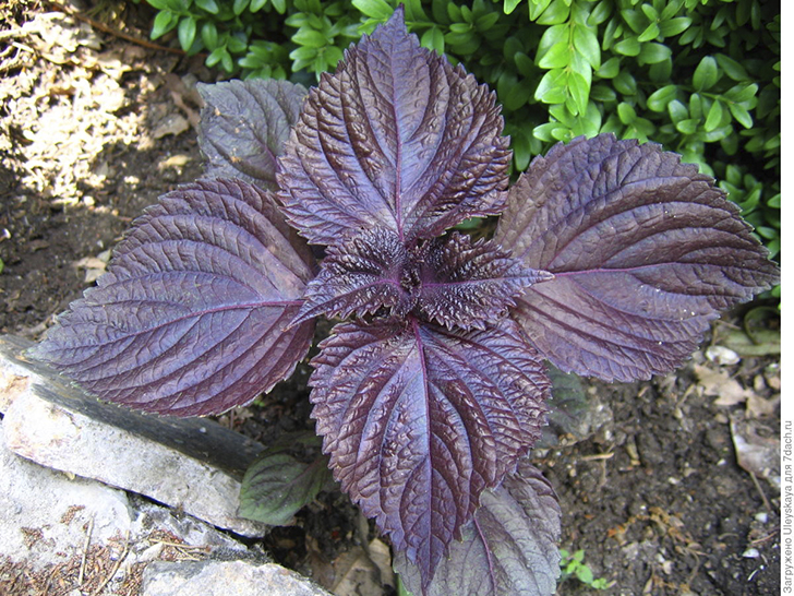 Перилла кустарниковая разновидность нанкинская. Фото автора