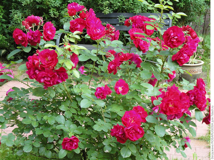 Куст 'Hansaland' идеальной высоты и сложения, он не нуждается в формирующей обрезке. Фото автора